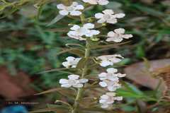 Angelonia salicariifolia